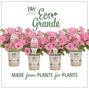 4-Pack, 4.25 in. Eco+Grande Supertunia Vista Bubblegum (Petunia) Live Plant, Pink Flowers