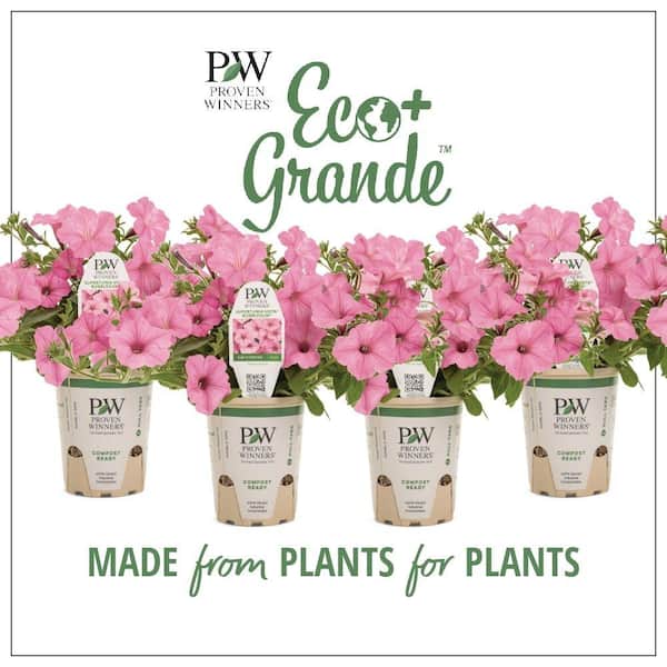 PROVEN WINNERS 4-Pack, 4.25 in. Eco+Grande Supertunia Vista Bubblegum (Petunia) Live Plant, Pink Flowers