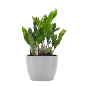 ZZ Plant Zamioculcas Zamiifolia Zanzibar Gem in 6 inch Premium Sustainable Ecopots White Grey Pot