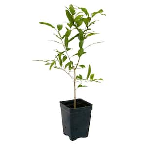 Dwarf Pomegranate Starter Fruit Tree (1-Pack)