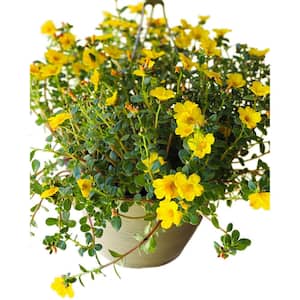 1.8 Gal. Purslane Plant Yellow Flowers in 11 In. Hanging Basket