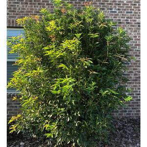 2.25 Gal. Osmanthus Tea Olive Shrub with White Fragrant Flowers