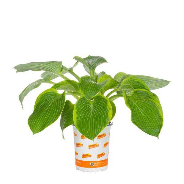 Vigoro 1.5 PT Hosta 'Golden Tiara' Perennial Plant 1005706168