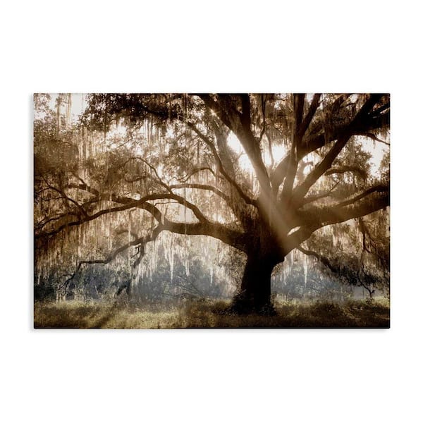 Sun Streak Through Tree by Danita Delimont Unframed Nature Graphic Art Print 30 in. x 45 in.