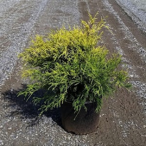3 Gal. Gold Mop False Cypress with Golden Yellow Weeping Foliage