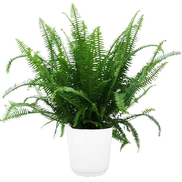 Costa Farms Kimberly Queen Fern Indoor/Outdoor Plant in 9.25 in. White ...