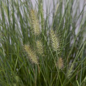 3 Gal. Pot - Hamelin Dwarf Fountain(Pennisetum)Grass, Live Plant