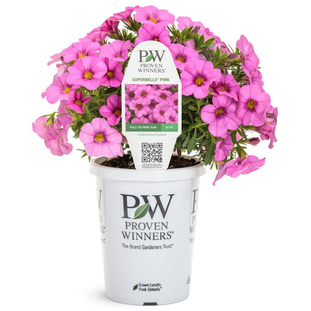 PROVEN WINNERS 4.25 in. Pink Superbells (Calibrachoa) Live Annual Plant ...