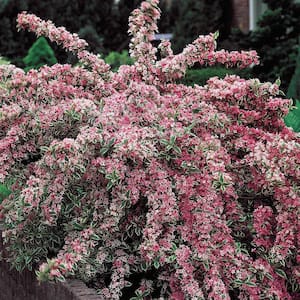 Variegated Weigela Live Bareroot Plant Pink Flowers and Green/White Variegated Foliage (1-Pack)