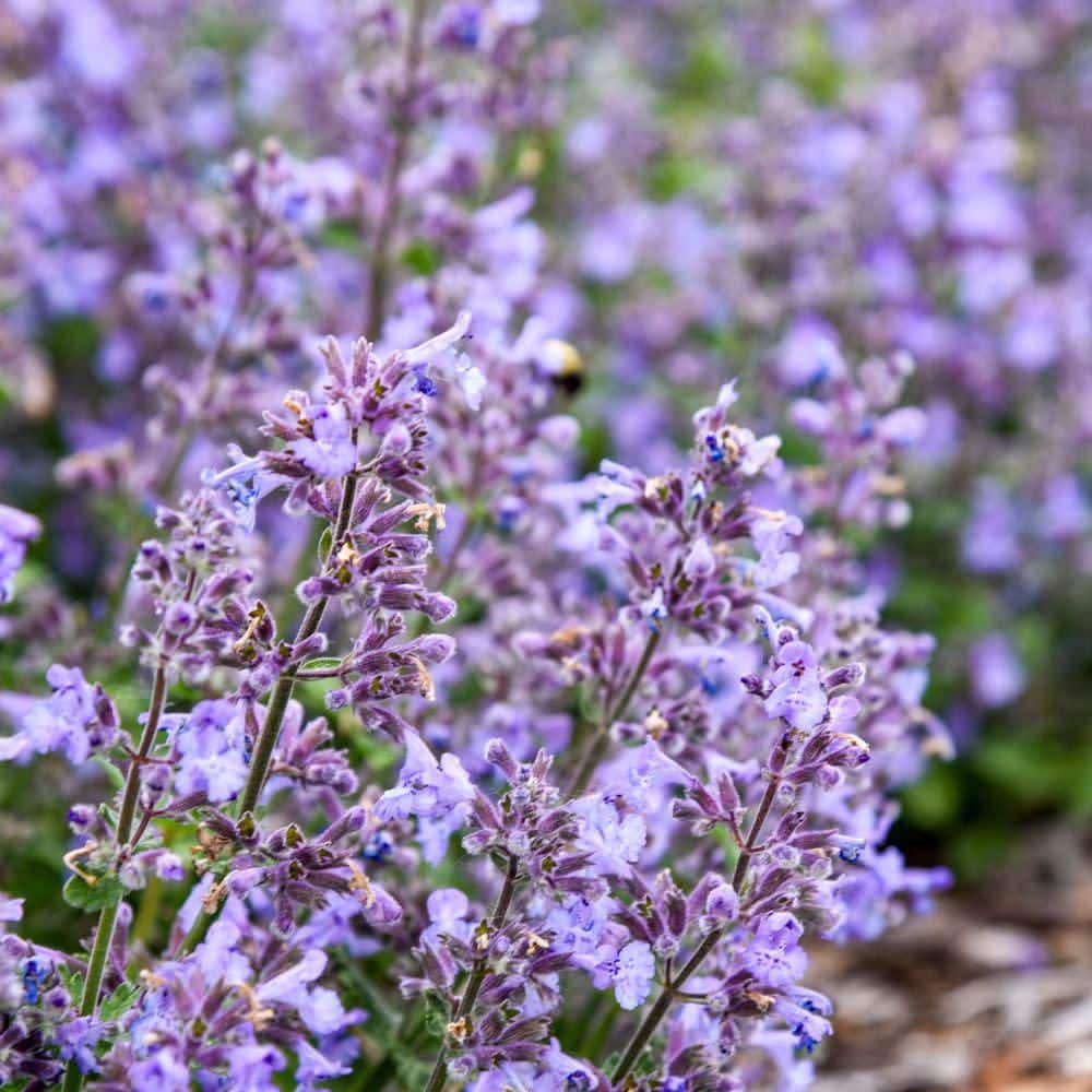 Proven Winners 0.65 Gal. Catwalk Queen Catmint (Nepeta Hybrid