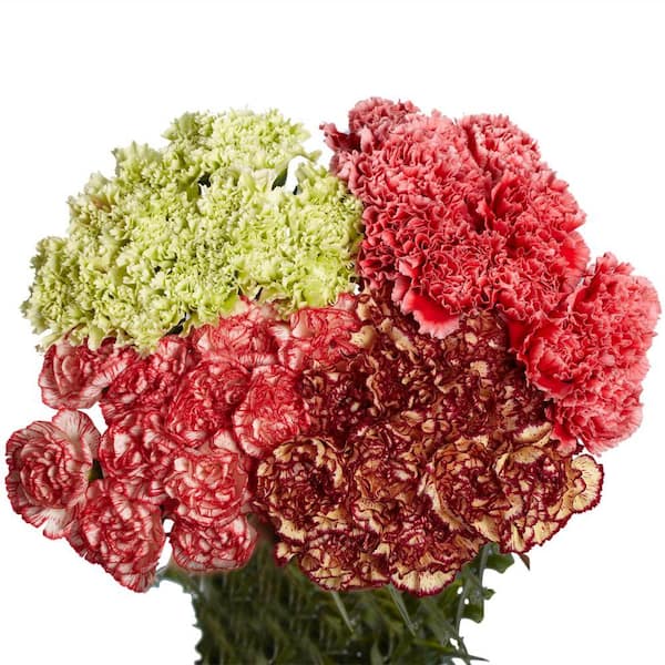 Globalrose Fresh Novelty Assorted Carnations (200 Stems)