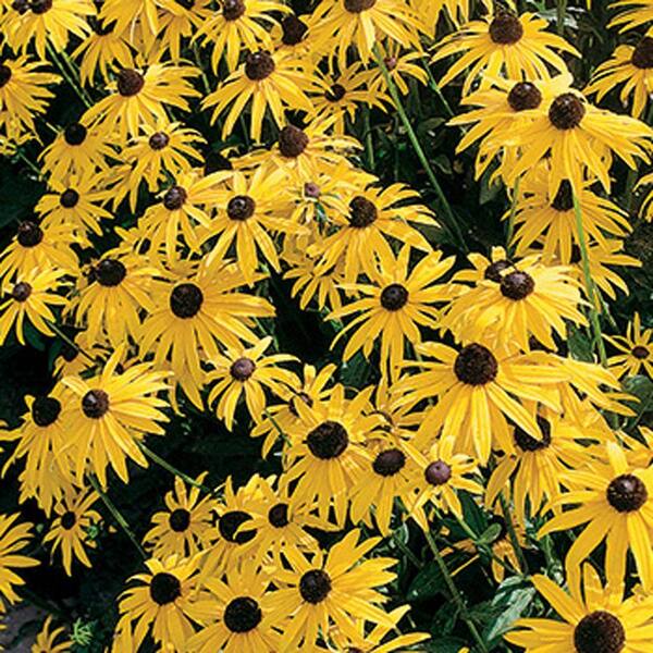 Unbranded Rudbeckia Goldsturm Bare Root Dormant Plants (4-Pack)