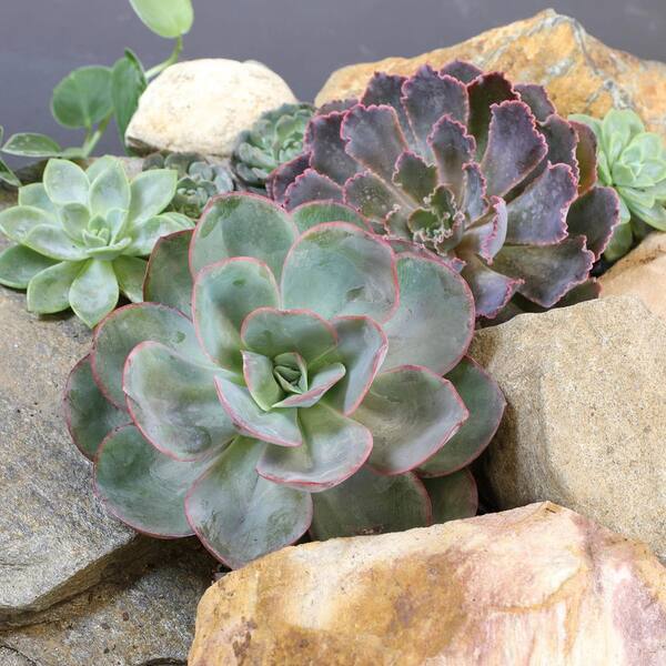 SMART PLANET 9 cm Echeveria Plant Assortment (6-Pack) 0880060