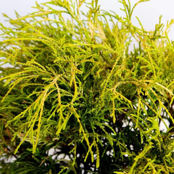 3 Gal. Gold Mop Chamaecyparis (Threadleaf False Cypress) Evergreen Shrub with Golden Yellow Weeping Foliage