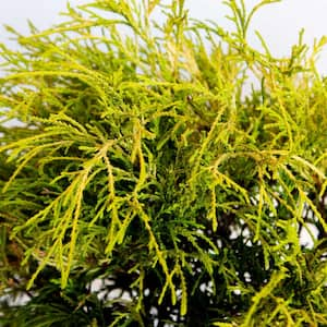 3 Gal. Gold Mop False Cypress with Golden Yellow Weeping Foliage