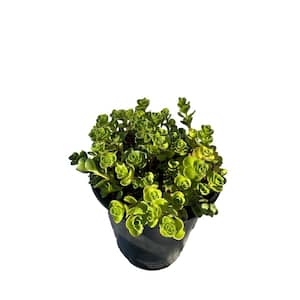 John Creech Stonecrop Plants Ground Cover Pet-Safe Spreading in Pots (1-Pack)