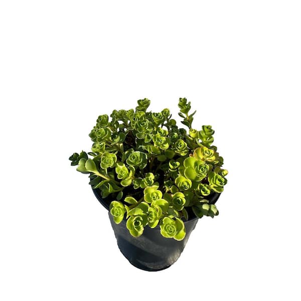 Zeus & Ruta John Creech Stonecrop Plants Ground Cover Pet-Safe Spreading in Pots (5-Pack)