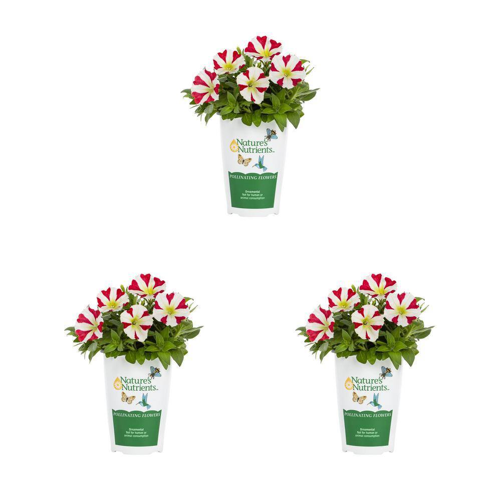 2 qt. Petunia Amore Pink Hearts Annual Plant (3-Pack) price history on PriceWatchPro