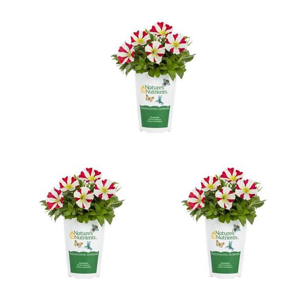 Vigoro 2 qt. Petunia Amore Pink Hearts Annual Plant (3-Pack)