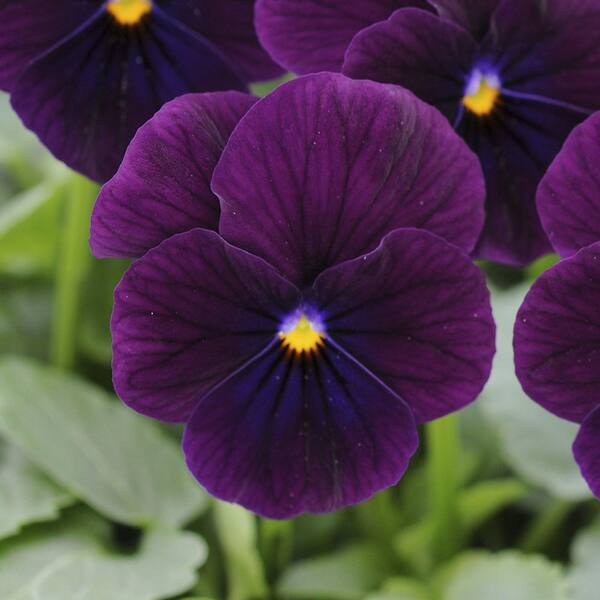 national PLANT NETWORK 4 in. Viola Sorbet XP Purple Plant (32-Pack