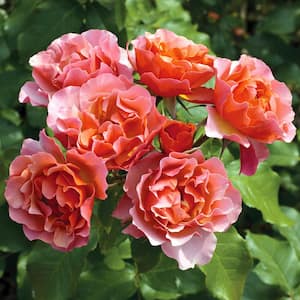 Roses - Tequila Supreme (1 Root Stock)
