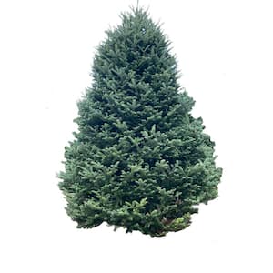 9 ft. Fresh Cut Balsam Fir Live Christmas Tree