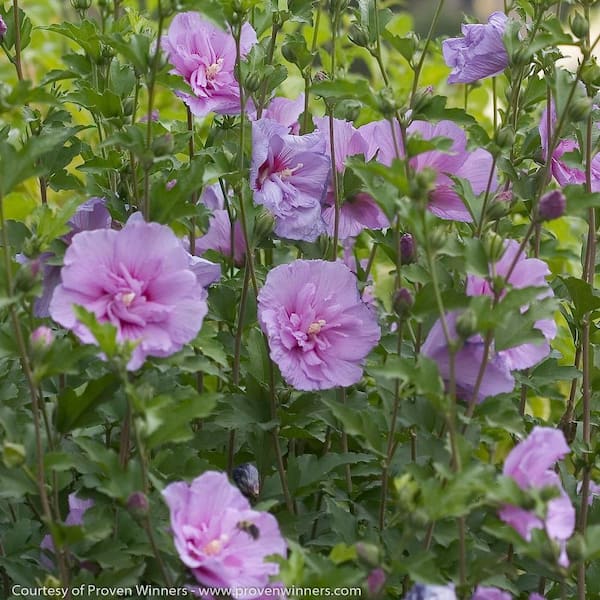 2 Gal. Lavender Chiffon Rose of Sharon (Hibiscus) Plant with Lavender Flowers