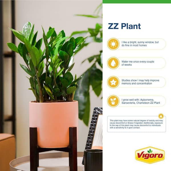 Zamioculcas Zamiifolia ZZ Indoor Plant in 6 in. White Decor Planter, Average Shipping Height 1-2 ft. (2-Pack)
