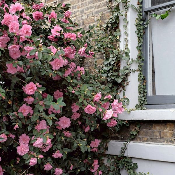 national PLANT NETWORK 1 Gal. Camellia Debutante HD2683 - The Home