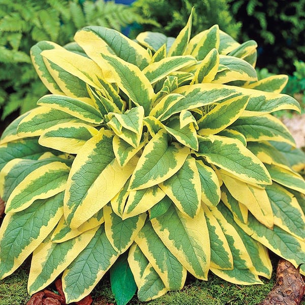 Spring Hill Nurseries 1 Gal. Pot Variegated Comfrey (Symphytum) Perennial Plant Blue Flowers and Variegated Foliage