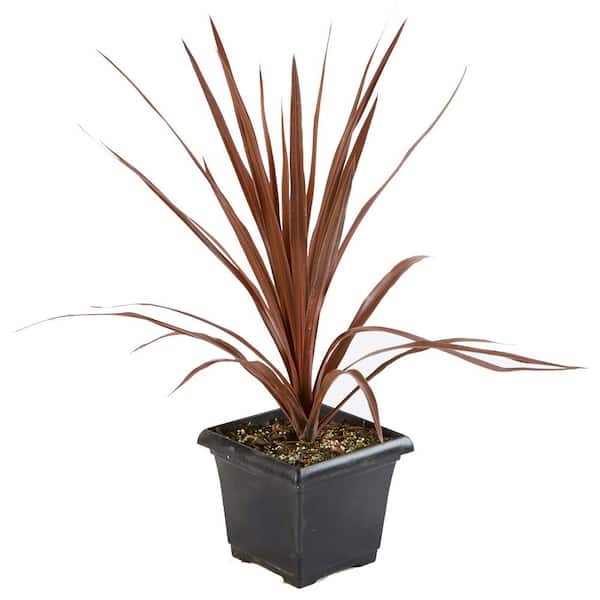 SEASON TO SEASON 1 Gal. Red Sensation Cordyline Shrub