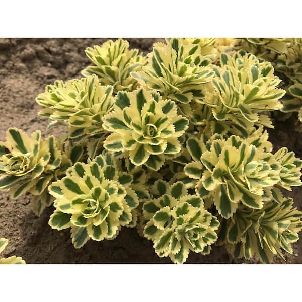 1 Gal. Southern Living Sedum Atlantis Plant