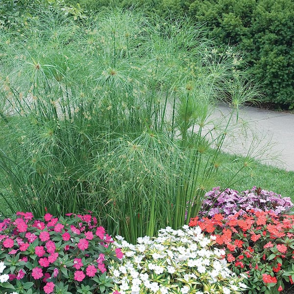 ALTMAN PLANTS 5 Gal. Cyperus Papyrus Grass Perennial Plant With White Flowers