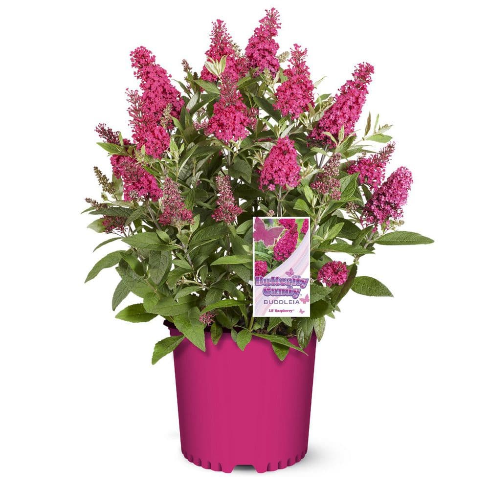BUTTERFLY CANDY 1.5 Gal. Lil' Raspberry Butterfly Bush (Buddleia