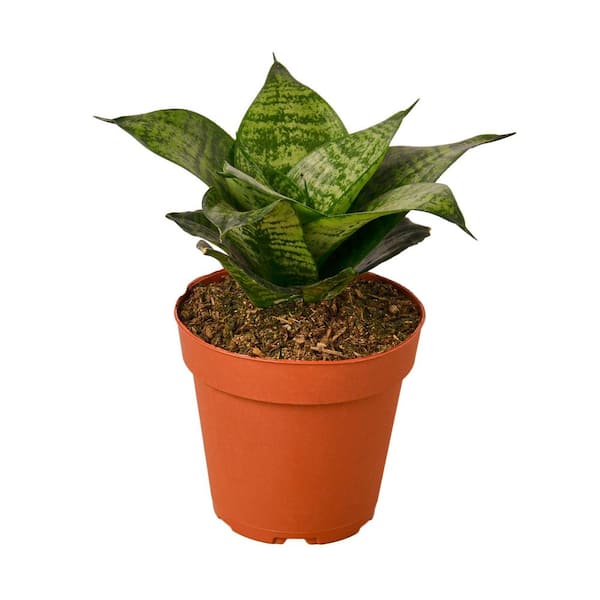PPC INTERNATIONAL LLC Snake Plant Black Robusta (Sansevieria Hahnii) Plant in 4 in. Grower Pot