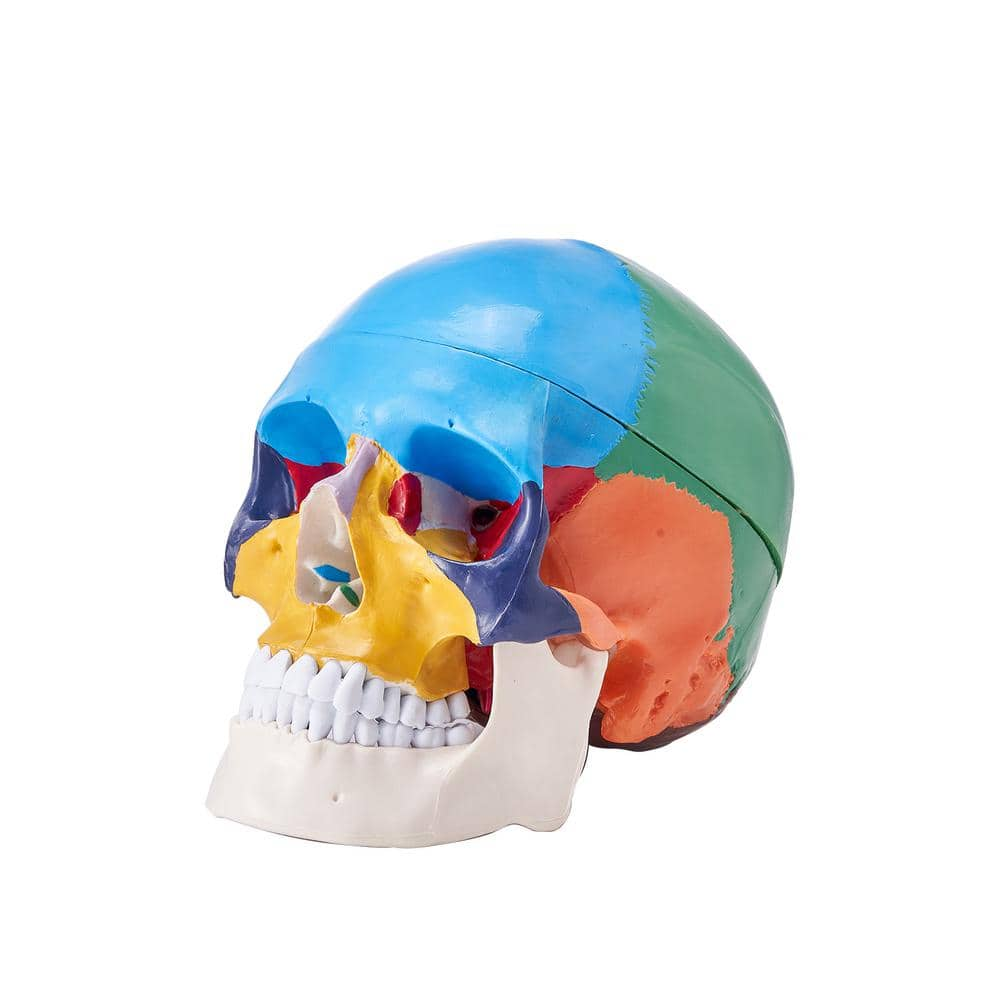 VEVOR Human Skull Model, 8-Parts Brain and 3-Parts Skull, Life-Size ...