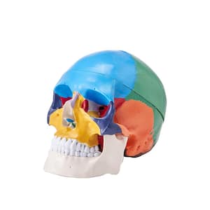 Human Skull Model, 8-Parts Brain and 3-Parts Skull, Life-Size Painted Anatomy Skull Model, PVC Anatomical Skull