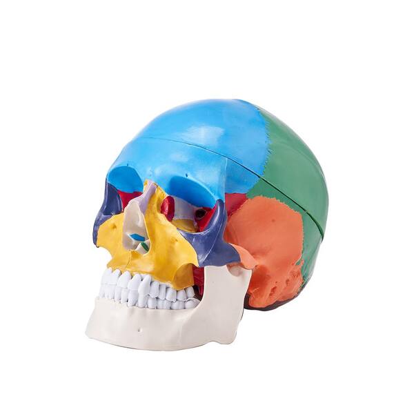 VEVOR Human Skull Model, 8-Parts Brain and 3-Parts Skull, Life-Size ...