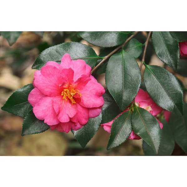 FLOWERWOOD 2.5 Gal - Shishi Gashira Camellia(sasanqua) - Evergreen