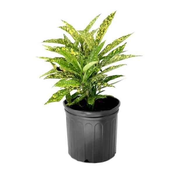 3 gal. Hosaba Hoshifu Acuba Shrub