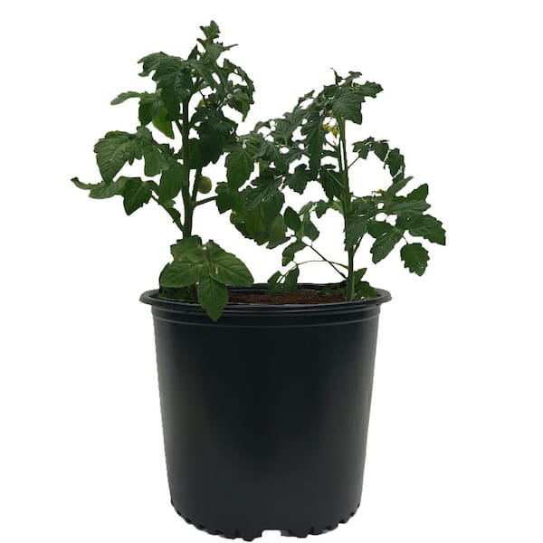 Details about   1/2/3/5 Gallon Plastic Grow Pots Plant Bonsai Square Garden Container 10 Pack US 