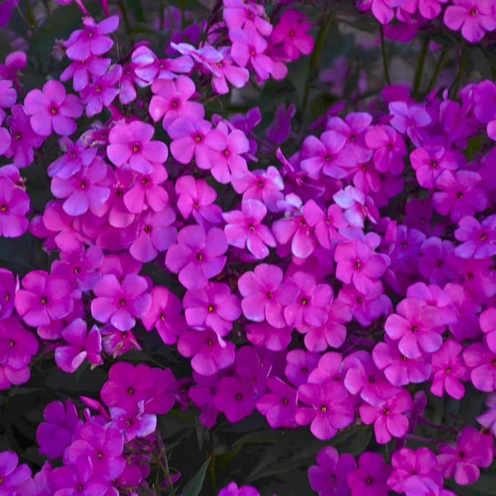 Lavender Purple Phlox Cloudburst Outdoor Perennial Plant