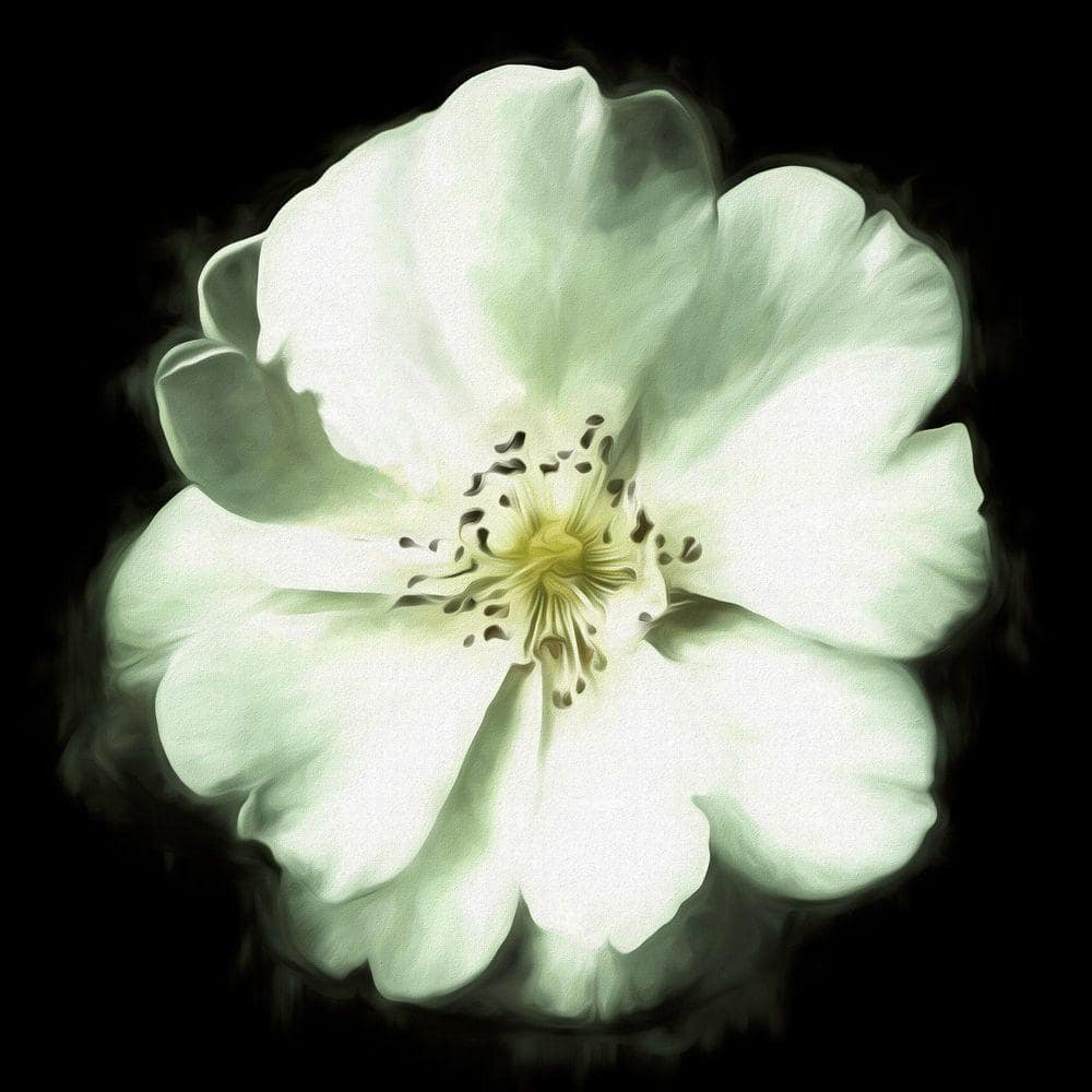 A Rose is a Rose by Grotto Studios 1 Piece Unframed Canvas Drawing Print 24 in. x 24 in. price history on PriceWatchPro