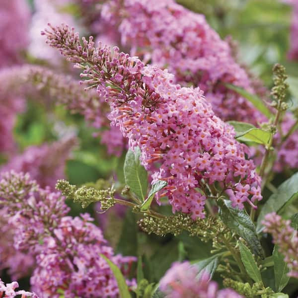 national PLANT NETWORK 3.25 in. Buddleia Butterfly Candy 'Lil Taffy Shrub with Pink Flowers (3-Pack)