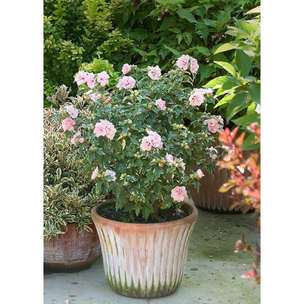 4.5 in. qt. Sugar Tip Rose of Sharon (Hibiscus) Live Shrub, Light Pink Flowers and Variegated Foliage price history on PriceWatchPro