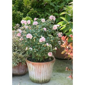 4.5 in. qt. Sugar Tip Rose of Sharon (Hibiscus) Live Shrub, Light Pink Flowers and Variegated Foliage