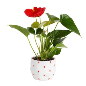 Blooming Anthurium Indoor Plant in 4 in. Premium Ceramic Pot, Avg. Shipping Height 1-2 ft. Tall