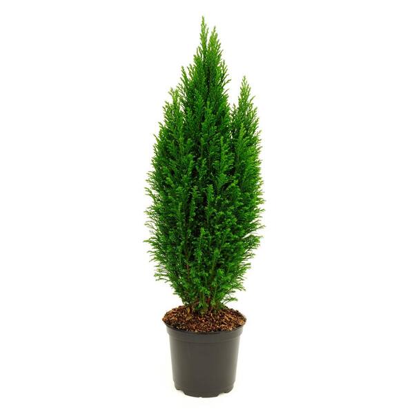 national PLANT NETWORK 6 in. Euro Evergreen Cypress Tree in Self Watering Container