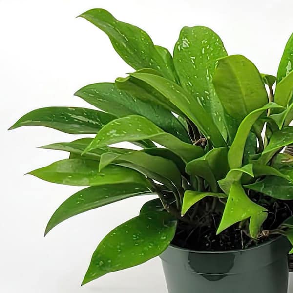 Reviews for national PLANT NETWORK Speckled Hoya Pubicalyx Plant in 4 in.  Grower Container (4-Pack) | Pg 1 - The Home Depot
