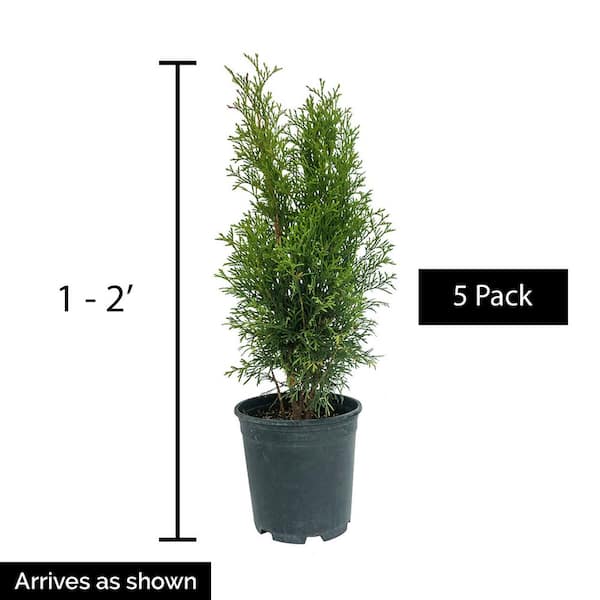 Spring Hill Nurseries Emerald Green Upright Arborvitae Potted